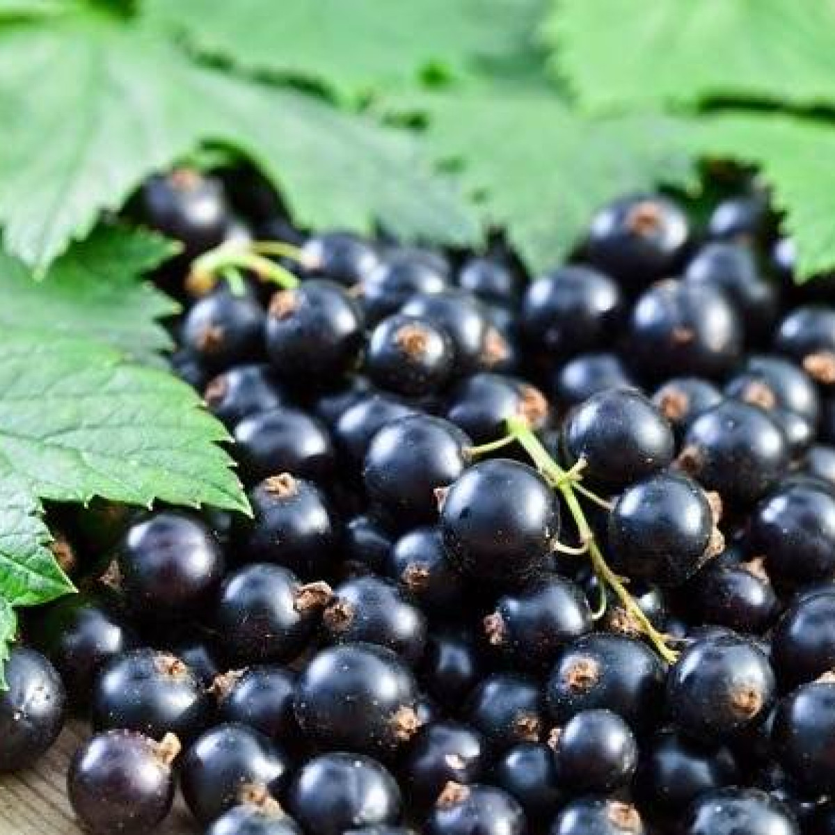 Смородина черная «Титания» в каталоге СЦ Корекозево