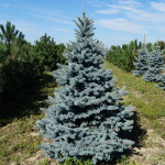 Миниатюра 1. Ель колючая 