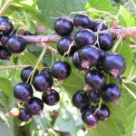 Миниатюра 2. Смородина черная «Титания» в каталоге СЦ Корекозево