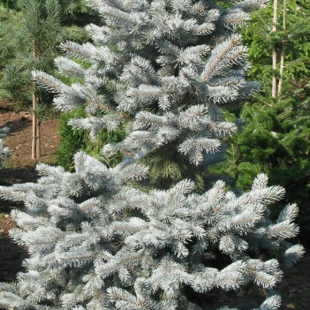 Фото 3. Ель колючая 