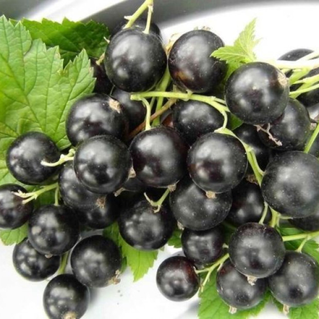 Фото 3. Смородина черная «Титания» в каталоге СЦ Корекозево