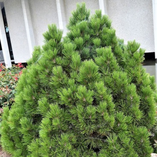 Сосна Гельдрейха Mint Truffle в каталоге СЦ Корекозево