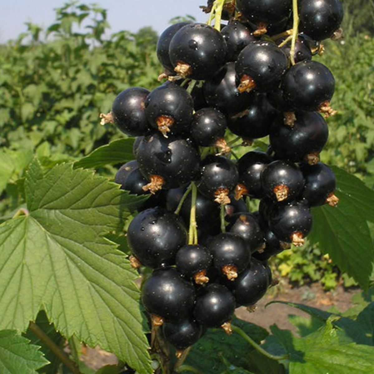 Смородина черная «Церера» в каталоге СЦ Корекозево