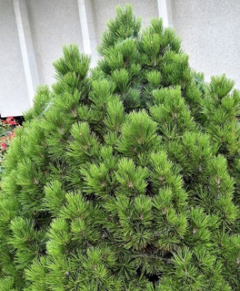 Сосна Гельдрейха Mint Truffle в каталоге СЦ Корекозево