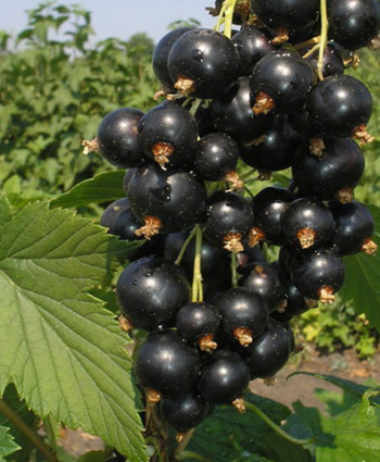 Смородина черная «Церера» в каталоге СЦ Корекозево
