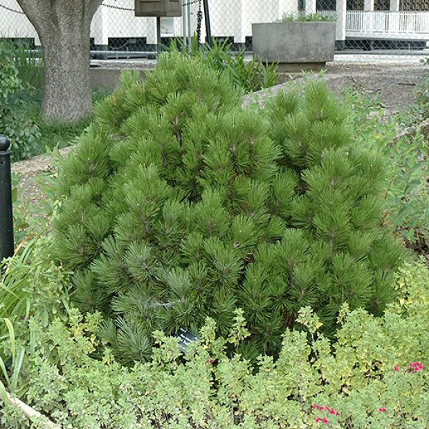 Фото 2. Сосна Гельдрейха 