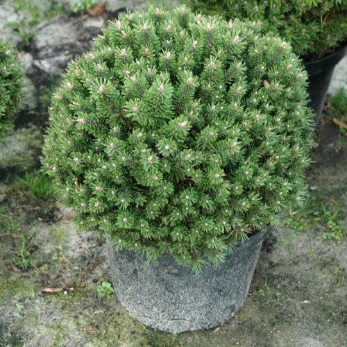 Сосна горная Benjamin в каталоге СЦ Корекозево