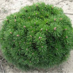 Миниатюра 2. Сосна горная 