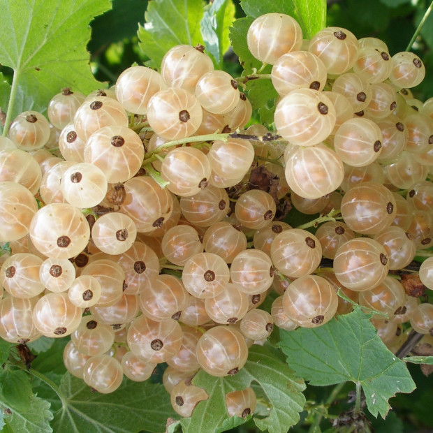 Фото 1. Смородина «Версальская белая» в каталоге СЦ Корекозево