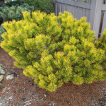 Миниатюра 1. Сосна горная 