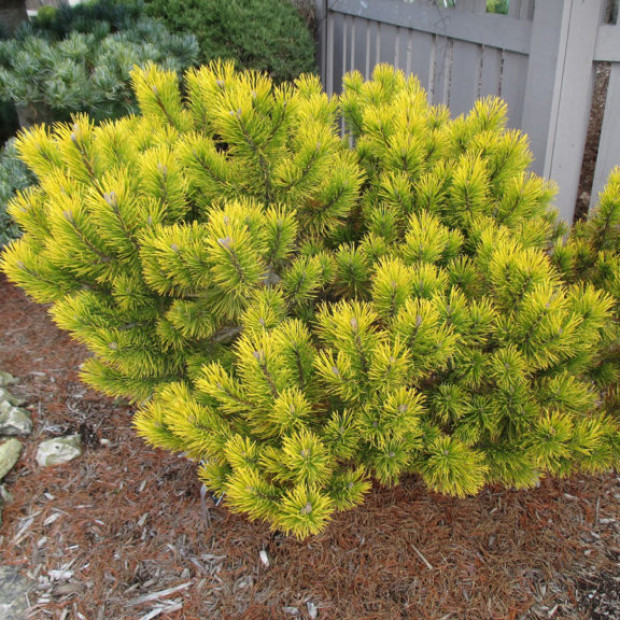 Фото 1. Сосна горная 