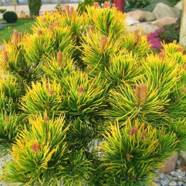 Фото 2. Сосна горная 