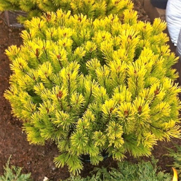 Фото 3. Сосна горная 