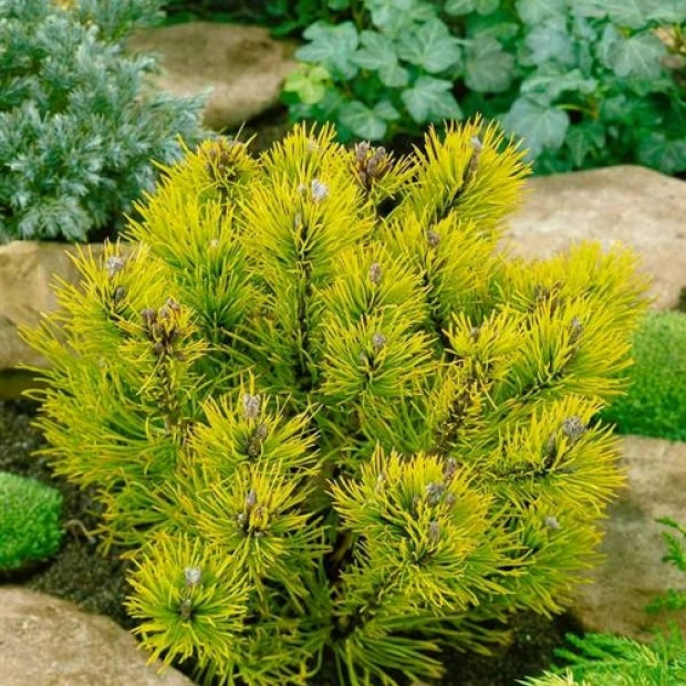 Фото 4. Сосна горная 