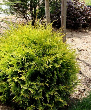 Туя западная Голден Глоб в каталоге СЦ Корекозево