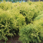 Миниатюра 3. Туя западная Голден Глоб в каталоге СЦ Корекозево