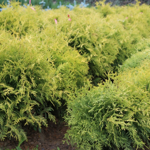 Фото 3. Туя западная Голден Глоб в каталоге СЦ Корекозево