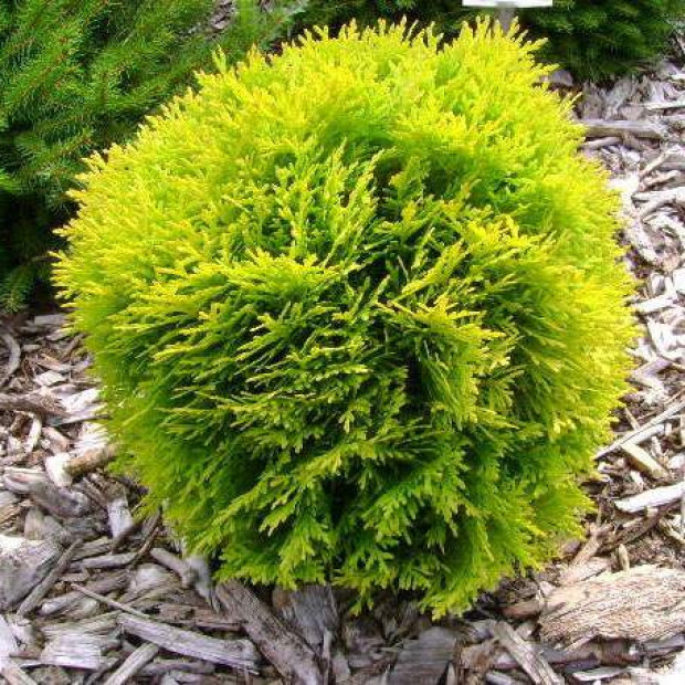 Фото 4. Туя западная Голден Глоб в каталоге СЦ Корекозево