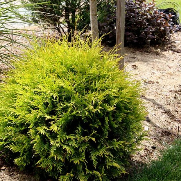 Фото 1. Туя западная Голден Глоб в каталоге СЦ Корекозево