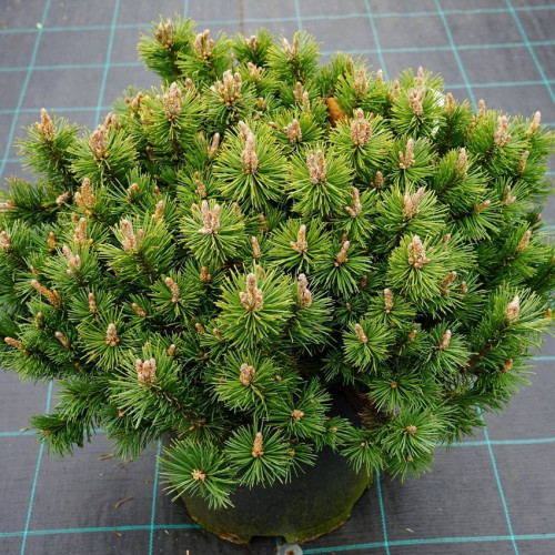 Сосна горная Humpy в каталоге СЦ Корекозево