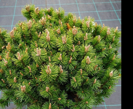 Сосна горная Humpy в каталоге СЦ Корекозево