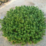 Миниатюра 3. Сосна горная 