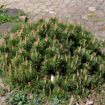 Миниатюра 4. Сосна горная 