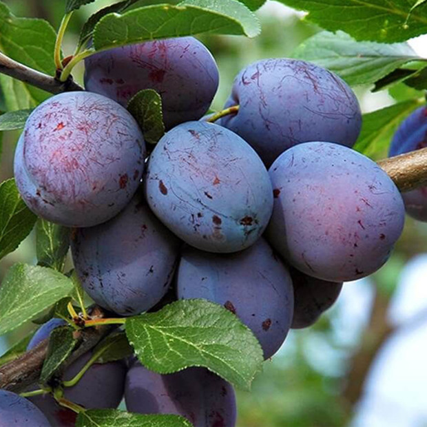 Фото 1. Слива «Гармония» в каталоге СЦ Корекозево