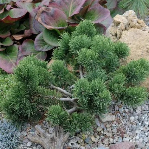 Сосна горная Jakobsen в каталоге СЦ Корекозево