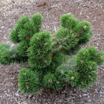 Миниатюра 2. Сосна горная 