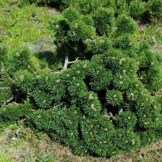 Фото 4. Сосна горная 