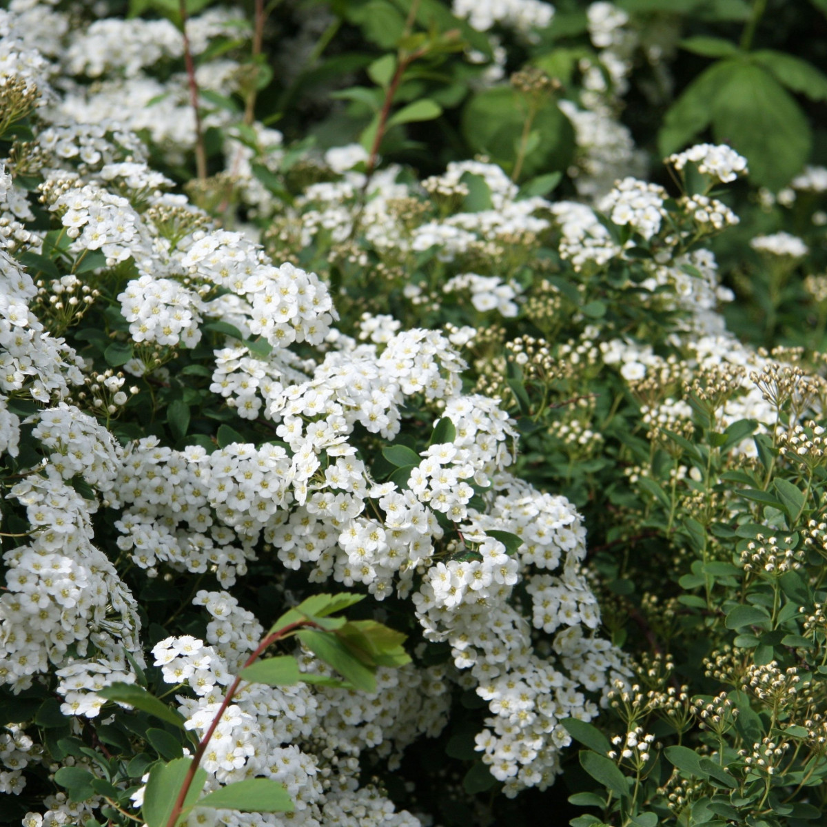 Спирея «Аргута» в каталоге СЦ Корекозево