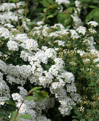 Спирея «Аргута» в каталоге СЦ Корекозево