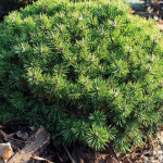 Миниатюра 3. Сосна горная 