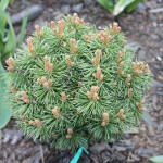 Миниатюра 1. Сосна горная 