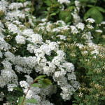 Миниатюра 1. Спирея «Аргута» в каталоге СЦ Корекозево