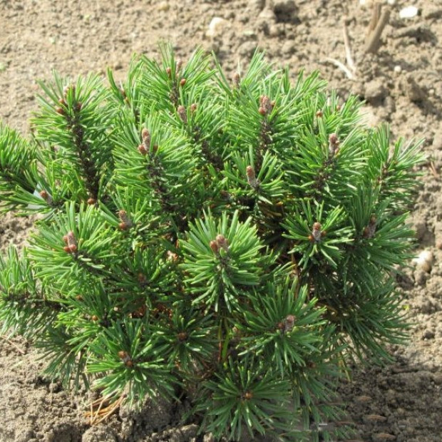 Фото 2. Сосна горная 