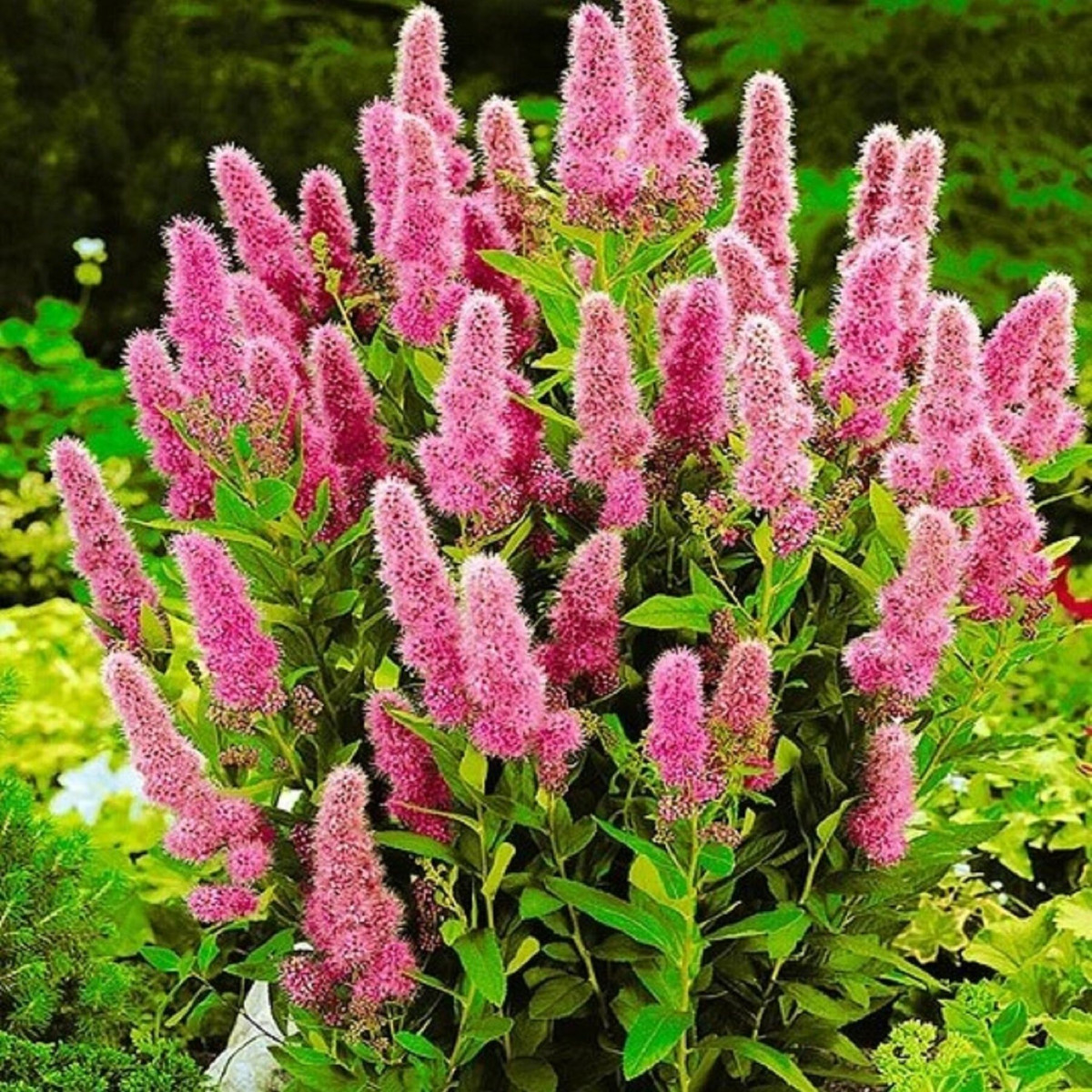 Спирея «Билларда» в каталоге СЦ Корекозево