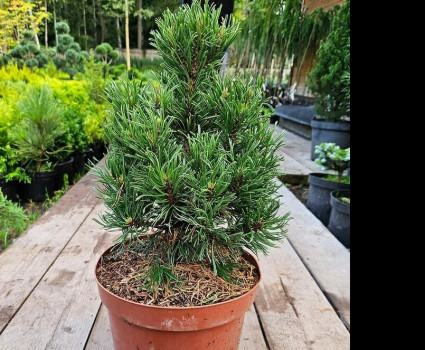 Сосна горная Krnak в каталоге СЦ Корекозево