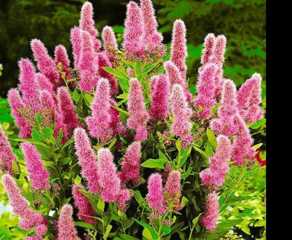 Спирея «Билларда» в каталоге СЦ Корекозево