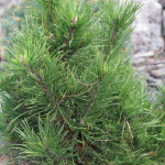 Миниатюра 2. Сосна горная 