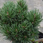 Миниатюра 3. Сосна горная 