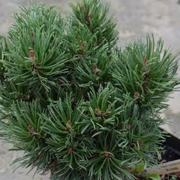 Фото 3. Сосна горная 