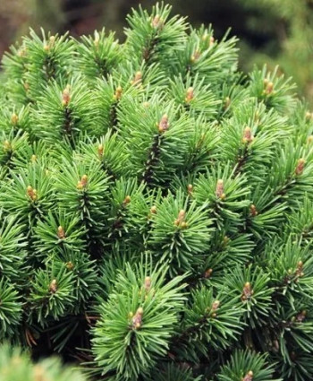 Сосна горная Minikin в каталоге СЦ Корекозево