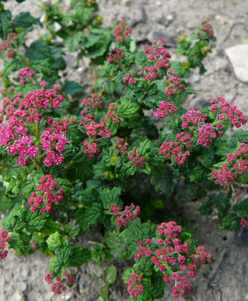 Спирея «Булата» в каталоге СЦ Корекозево