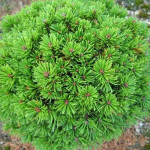 Миниатюра 2. Сосна горная 