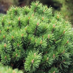 Миниатюра 1. Сосна горная 