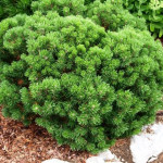 Миниатюра 4. Сосна горная 