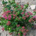 Миниатюра 1. Спирея «Булата» в каталоге СЦ Корекозево