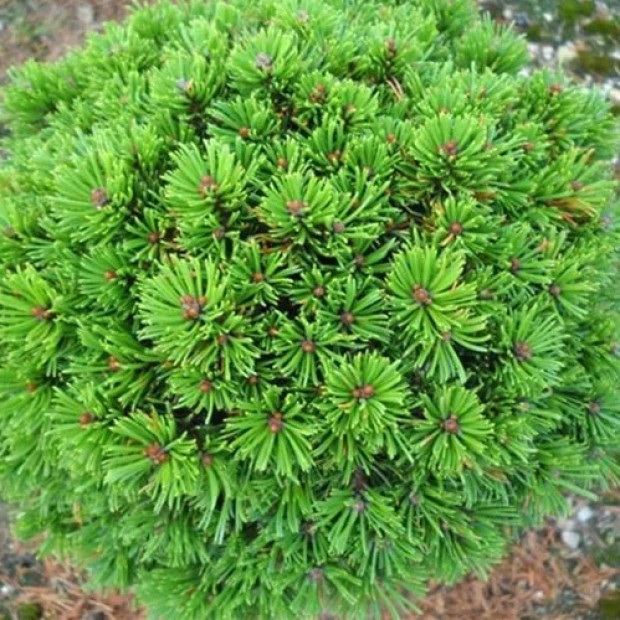 Фото 2. Сосна горная 